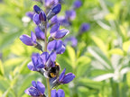 Greenwood Nursery: Live Perennial Plants - Blue False Indigo + Baptisia Australis - [Qty: 5X Pint Pots] - (Click for Other Available Plants/Quantities)