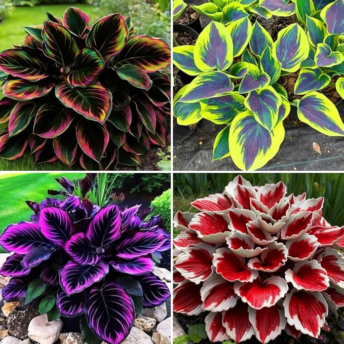 Hosta Flower Seeds, 220pcs, Perennial Shade Plant with Lush Foliage, Ideal for Woodland & Home Gardens