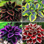 Hosta Flower Seeds, 220pcs, Perennial Shade Plant with Lush Foliage, Ideal for Woodland & Home Gardens