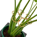 YAPROMO 4PCS Iron Monstera Plant Support - 4.1IN Plant Support Stakes for Indoor Plants, Plant Stakes and Supports, Ideal Plant stem Support for Turtle Shell Bamboo & Houseplants (A+B)
