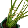 4PCS Iron Monstera Plant Support - 4.1IN Plant Support Stakes for Indoor Plants, Stable Plant Stakes and Supports, Ideal Plant stem Support for Turtle Shell Bamboo & Houseplants