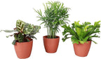 Thorsen's Greenhouse Live Pet Friendly Indoor Houseplants, Live Plants, Safe for Pets, 4" Diameter Pot, 3-Pack (Terra Cotta)