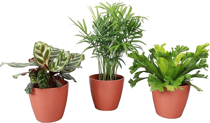 Thorsen's Greenhouse Live Pet Friendly Indoor Houseplants, Live Plants, Safe for Pets, 4" Diameter Pot, 3-Pack (Terra Cotta)
