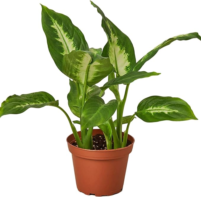 Dieffenbachia Camille Live Plant for Indoor | Different Houseplants in 4'' & 6'' Pot | Real House Plant for Living Room, Office, Desk & Bathroom | Cane | Camille
