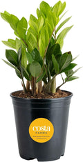 Costa Farms ZZ Live Plant in Plastic Pot, Easy to Maintain, Air Purifying Indoor Houseplant, Perfect for Home, Room, or Office Decor, Great House Warming or Birthday Gift, 12-20 Inches Tall
