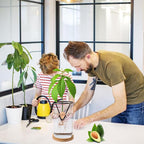 Bylion Avocado Tree Growing Kits, Avocado Growing Vase Wooden Base Avocado Seed Starter Vase Glass Plant Pot Easy Seed Sprout Starter Gift for Women Gardening Lovers Home Office Table Decoration