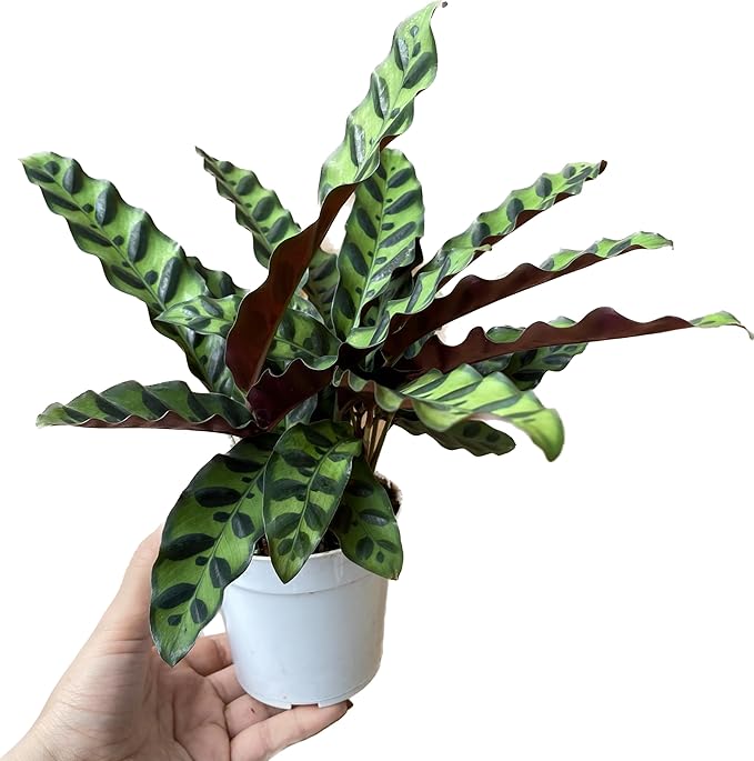 Calathea Lancifolia 'Rattlesnake' in 4" Pot - Calathea Live Plant - Rattlesnake Live Plant - Best Air Purifying Plant - CA Seller