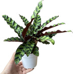Calathea Lancifolia 'Rattlesnake' in 4" Pot - Calathea Live Plant - Rattlesnake Live Plant - Best Air Purifying Plant - CA Seller