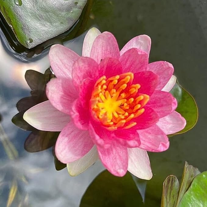 Mainam Mixed Colorful Hardy Water Lily Tuber Live Aquarium Plant for Freshwater Fish Pond Balcony Buy 2 GET Fertilizer Free (Red Nymphaea Sultan)