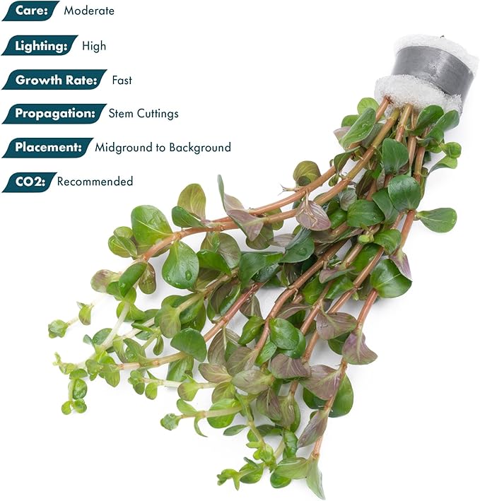 SubstrateSource Live Plant - Rotala Mexicana - Moderate Care, High Light, Bright Green Accent, Freshwater Aquatic Plant for Aquascaping - Lead Bunch