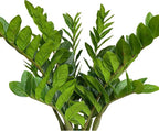Pack of 10 - Artificial Plants Real Touch Faux ZZ Plant Stems Zamioculas Zamiifolia Tropical Greenery Houseplant for Home Office Aesthetic Decor Indoor and Outdoor (Green)