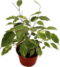 Weeping Fig Tree - Ficus Benjamina Variegated - 4'' from California Tropicals