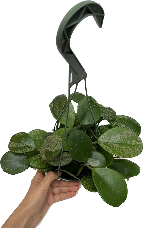 Hoya Obovata Spalsh Available in 2" Pot, 4" Pot, and 6" Hanging Pot Hoya Live Plants Live Houseplants California Seller (One Small Plant, 4" Pot)