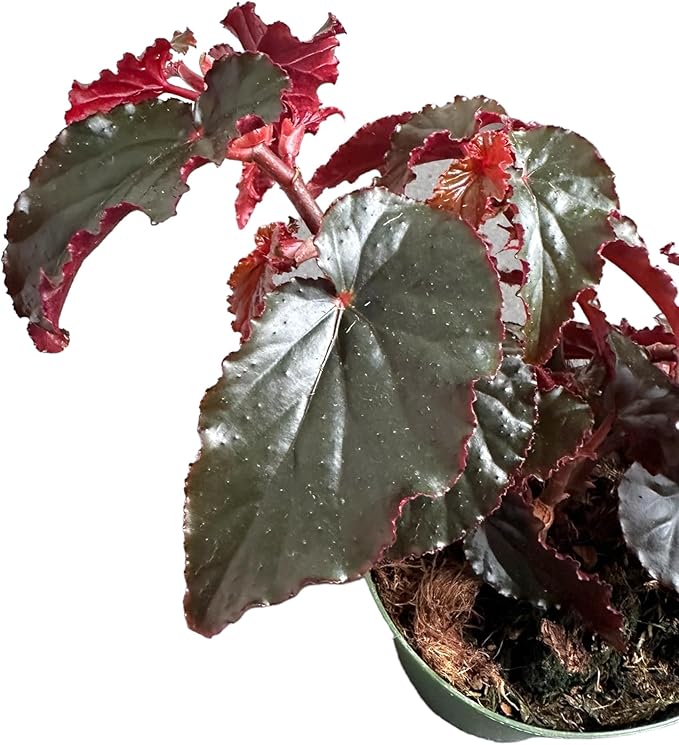 Begonia Black Magic, Begonia Rex, 4 inch Pot, Very Unique and Easy to Care Live Plant