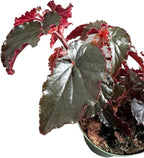 Begonia Black Magic, Begonia Rex, 4 inch Pot, Very Unique and Easy to Care Live Plant