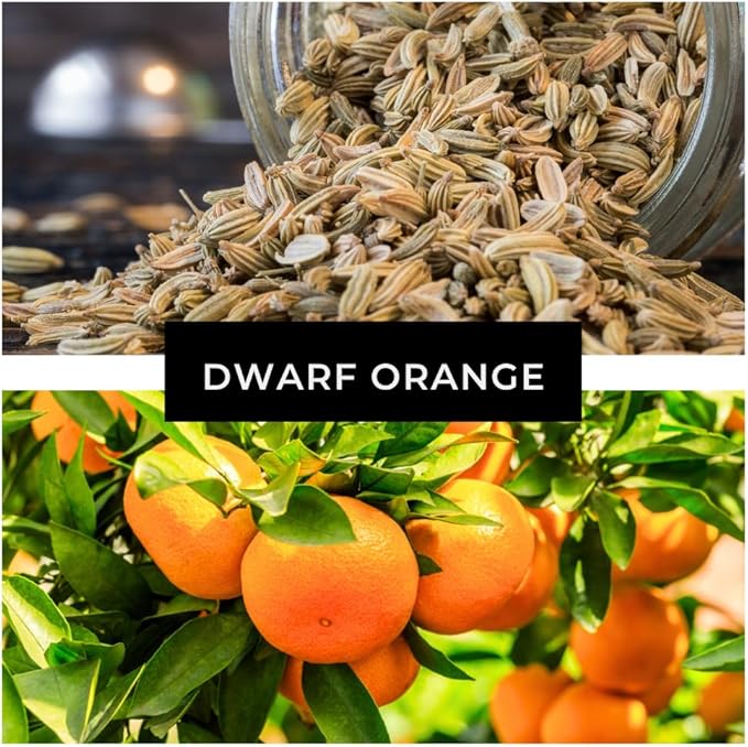 Dwarf Orange Seeds for Planting – 10 Hardy Orange Seeds – Grow Compact, Fruit-Bearing Trees or Bonsai