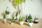 Altman Plants, 12 Air Plant Variety Pack - Small Tillandsia Terrarium Kit - Assorted Species of Live Tillandsia Tropical House Plants for Sale, 2 to 5 Inches Each - Air Plants for Indoor Home Decor