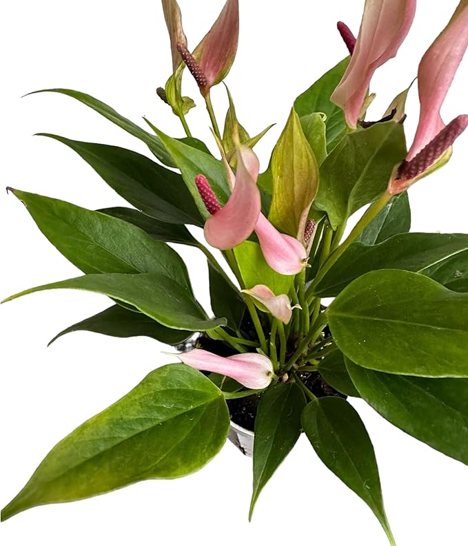 Anthurium (12"-14" Tall) Unique and Gorgeous Live Indoor Plant, Easy Care and Easy to Grow, Bloom Plant, 4 inch Pot (Lily Pink)