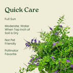 Tropical Plants of Florida - Duranta Sapphire Showers - Flowering Bush Plant - Overall Height 22" to 26" (Plant Only)