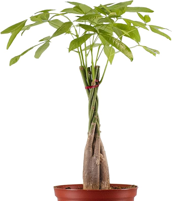 Leaf & Linen 6" Grow Pot, Live Indoor/Outdoor-Air Houseplant and Office Décor | Low Light Collection, 6 INCH, Money Tree' Pachira Aquatica