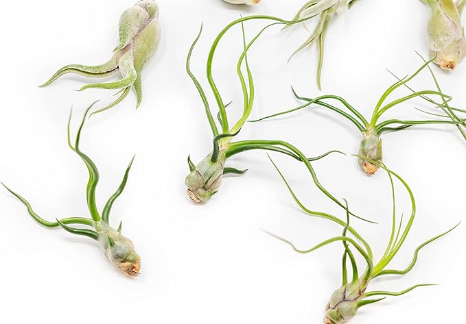 Pack of Wild Ones Air Plants - Tillandsia Caput Medusae, Butzii & Bulbosa Guatemala - Succulent House Plants for Holders - Available in Wholesale/Bulk - Easy Care Indoor/Outdoor Plants (Pack of 12)