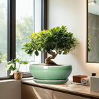SQOWL Succulent Planter 12 Inch - Ceramic Bonsai Pots with Drainage Hole and Saucer, Large Shallow Planter, Bowl Round Planter for Indoor Outdoor Plants Flower, Room Decor, Birthday Gifts, Green