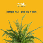 Costa Farms Kimberly Queen Fern Live Plant in Plastic Pot, Large Indoor & Outdoor Houseplant, Perfect for Home, Room, or Office Decor, Great House Warming or Birthday Gift, 2-3 Feet Tall