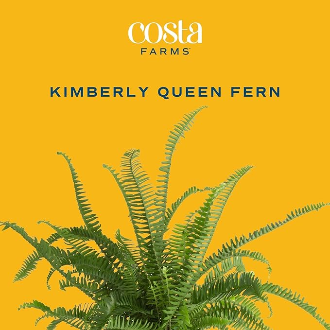Costa Farms Kimberly Queen Fern Live Plant in Decorative Pot, Indoor & Outdoor Houseplant, Perfect for Home, Room, or Office Decor, Great House Warming or Birthday Gift, 12-18 Inches Tall