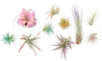 10 Assorted Colorful Air Plants Variety Pack - Vibrant Color Enhanced Tillandsias - Live Tillandsia Succulent House Plants - Wholesale and Bulk - Home and Garden Decor -Easy Care Indoor/Outdoor Plant
