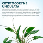 SubstrateSource Cryptocoryne Live Aquarium Plants - Freshwater Plant for Aquariums, Planted Fish Tanks - Beginner Friendly (Undulatus Hybrid, 1 Pot (3-5 Plants))