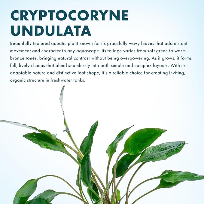 SubstrateSource Cryptocoryne Live Aquarium Plants - Freshwater Plant for Aquariums, Planted Fish Tanks - Beginner Friendly (Undulatus Hybrid, 1 Pot (3-5 Plants))