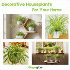 Curly Spider Plant Live in 4 Inch Pot, Live Spider Plants Indoor, Air-Purifying, Low Maintenance, Perfect for Home and Office Décor, Easy Care Starter Plants