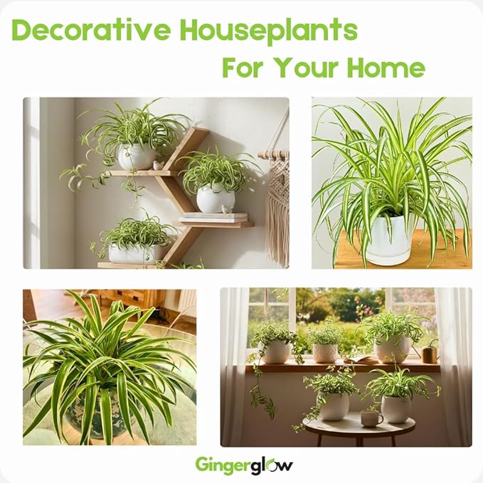 Curly Spider Plants Live House Plant | 4 Inch Pot Hanging Bonnie Spider Plant | Low Maintenance, Thrives in Home & Office, Perfect for Plant Enthusiasts