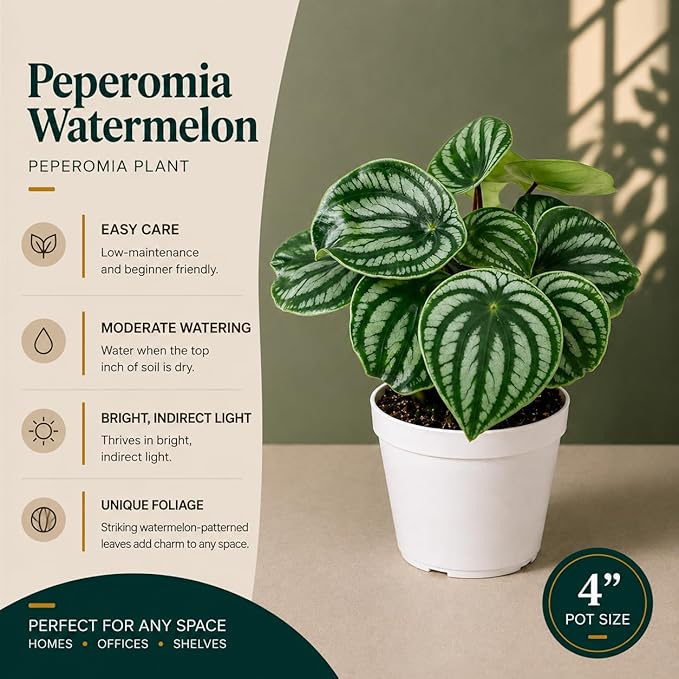 Peperomia Watermelon Live Plant, Indoor House Plant, Colorful Peperomia Plant, Live Plants Indoor, Small Houseplant for Desk, Indoor Plants Live Houseplants