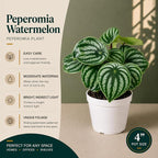 Peperomia Watermelon Live Plant, Indoor House Plant, Colorful Peperomia Plant, Live Plants Indoor, Small Houseplant for Desk, Indoor Plants Live Houseplants