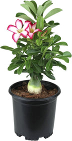 Picotee Pink & White Desert Rose Plant Live Succulent, 1 Gal Grower Pot, Adenium Desert Rose Plant Live Indoor Houseplants & Outdoor Succulents, Easy Care Flowering Plants by Plants for Pets