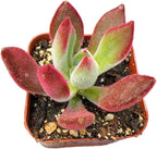 Live Succulent Cactus Plants from USKC (2" Pot) (Echeveria Devotion)