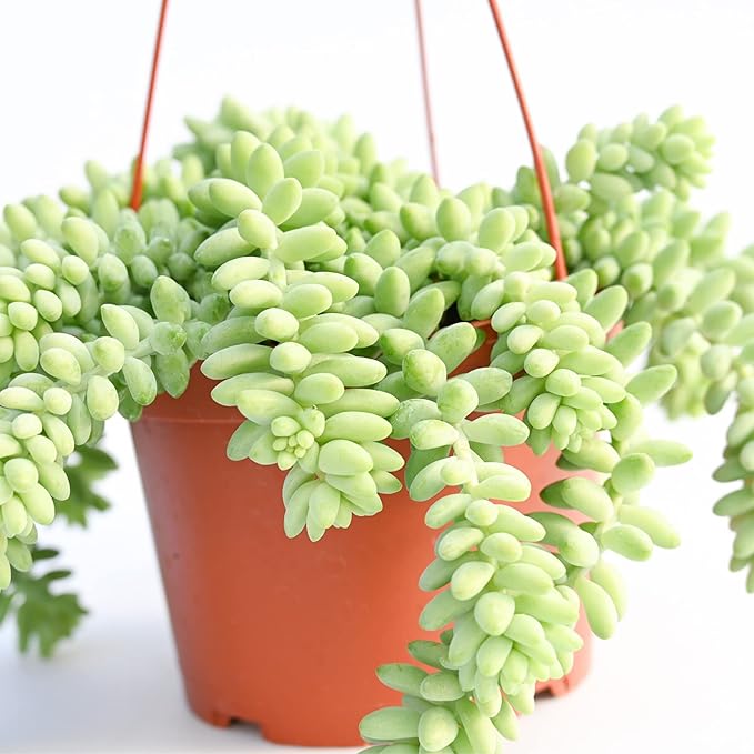 Live Succulent Plants Vining Succulent Collection- Fully Rooted Large 6-Inch Hanging Succulent (String of Pearls, Burro's Tail)