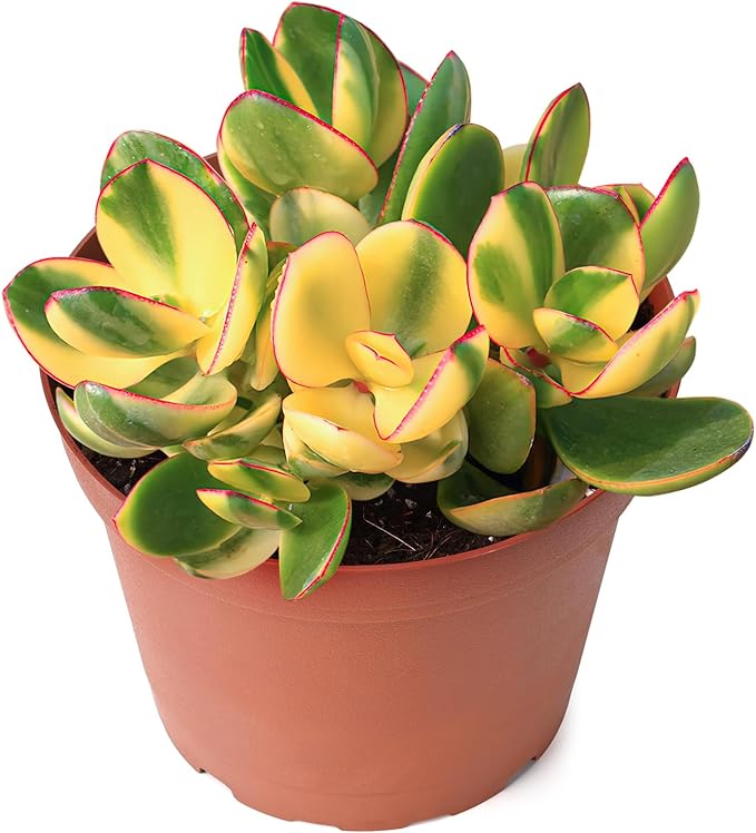 Sprout N Green Golden Jade - Crassula Ovata 'Hummel Sunset', Rare Cute Succulent Plant Fully Rooted in 4" Pot with Soil Mix, Easy to Care, Keep Away from Pets