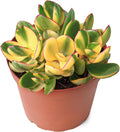 Sprout N Green Golden Jade - Crassula Ovata 'Hummel Sunset', Rare Cute Succulent Plant Fully Rooted in 4" Pot with Soil Mix, Easy to Care, Keep Away from Pets