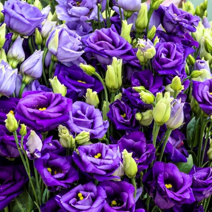 Eustoma Lisianthus Plant Live, Lisianthus Flowers Well Rooted Plug 2-3 Inch Height, Lisianthus Thornless Roses Seedling (Dark Blue Lisianthus)