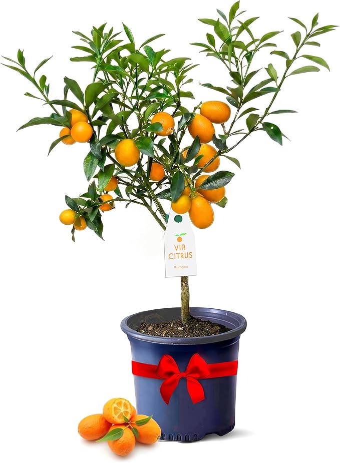 Grafted Kumquat Live Tree 13" - 22" Tall Sweet Fruiting Fruit Tree for Indoor Outdoor Plant Growing Live Citrus Plant Mothers Day Gift for Mom Home Garden Use, Cannot Ship CA AL AZ TX LA by Via Citrus
