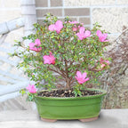 Brussel's Bonsai - Live Satsuki Azalea Flowering Bonsai Tree in Ceramic Bonsai Pot, Outdoor Bonsai Tree Live Plant, 8 Years Old, 10-14 Inches Tall, Easy Care Plant for Patio Garden (Large)