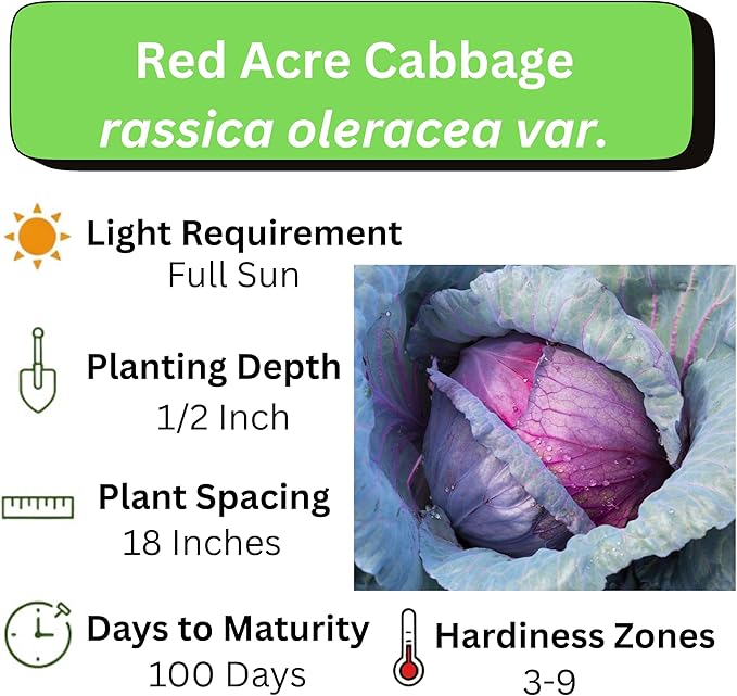 Cabbage Seeds for Planting - Plant & Grow Red Acre Cabbage in Your Home Outdoor Vegetable Garden - Heirloom Non GMO Planting Packets with Full Instructions - Great Gardening Gift, 3 Packets