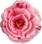 Blooming & Beautiful - La Peppermint Camellia - 3 Gal - Evergreen Shrub - White Blooms with Pink-Red Stripes - Zones 7-9 - Camellia Japonica ‘La Peppermint’ - 3 Gallon Pot