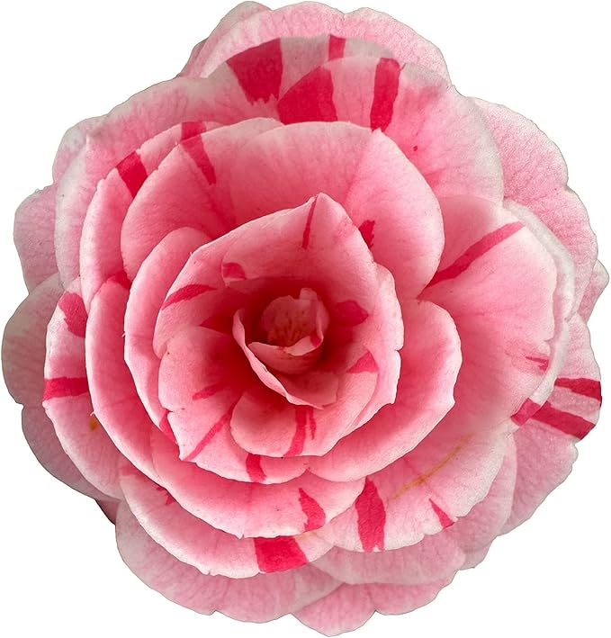 Blooming & Beautiful - La Peppermint Camellia - 3 Gal - Evergreen Shrub - White Blooms with Pink-Red Stripes - Zones 7-9 - Camellia Japonica ‘La Peppermint’ - 3 Gallon Pot