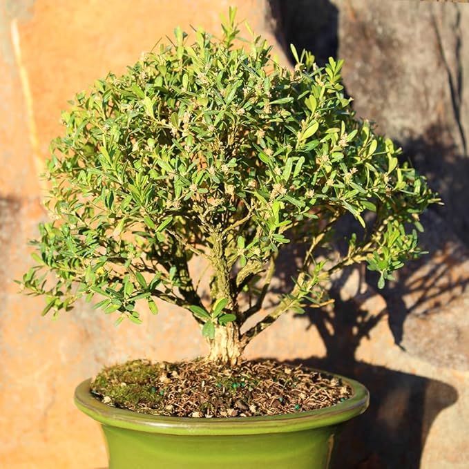 Brussel's Bonsai Live Harland Boxwood Bonsai Tree - Medium, 5 Years, 8 to 12 Inches Tall - Outdoor Bonsai Tree with Ceramic Bonsai Pot
