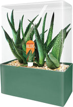 Grow Your Own Aloe Plant - Nurture Your Own Altruistic Aloe Plant Terrarium Starter Kit with Complete Supplies for Easy-to-Grow Indoor Succulents - Just Add Water