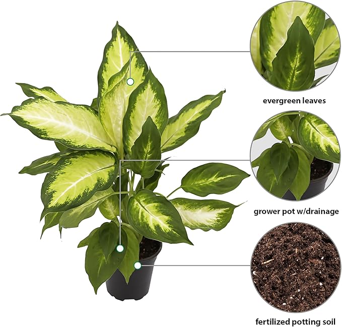 Live Dieffenbachia, Dumb Cane, Variegated Houseplant, Palm Tree Plant, Office Gift, Plant Lover Gift, Air Purification Plant, Sympathy Gift, Fully Rooted Plant in 4" Pot