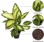Live Dieffenbachia, Dumb Cane, Variegated Houseplant, Palm Tree Plant, Office Gift, Plant Lover Gift, Air Purification Plant, Sympathy Gift, Fully Rooted Plant in 4" Pot